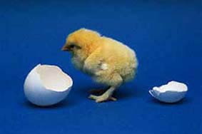 Chick-and-Eggshells1.jpg