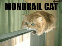 monorail-cat.gif